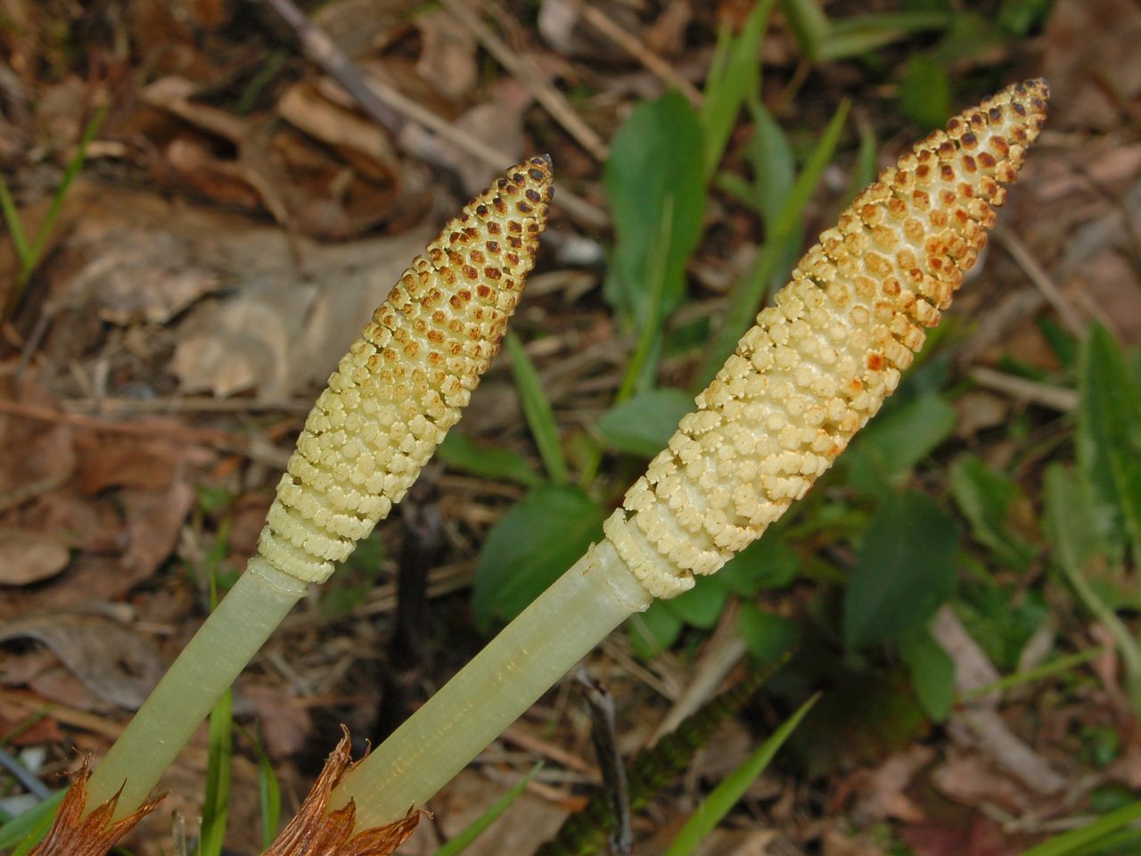 Equisetum telmateia / equiseto maggiore - fusti fertili